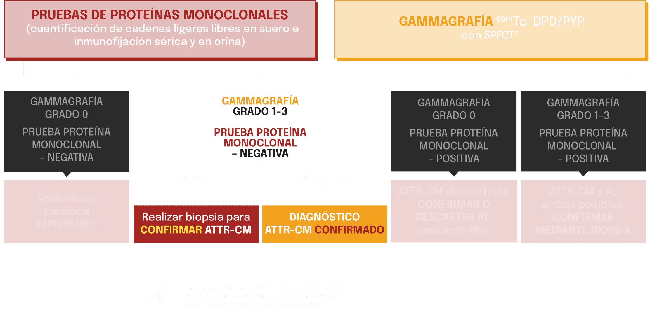 Algoritmol diagnóstico de la ATTR-CM con pruebas de proteínas, gammagrafía y pasos de biopsia